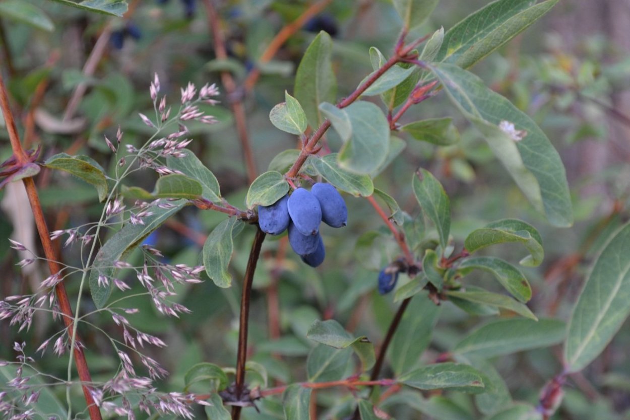 Жимолость Татарская ягоды