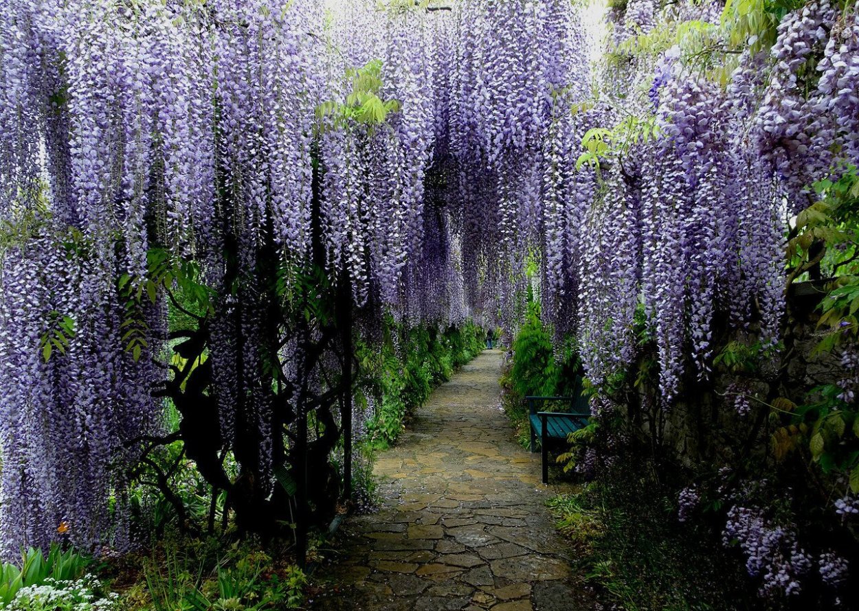 Монстера Лиана в природе