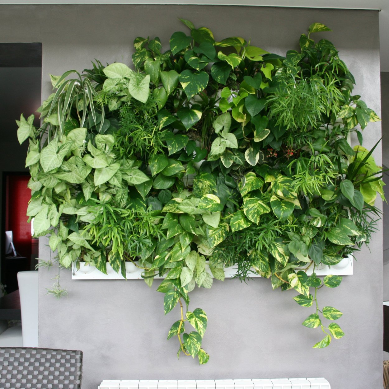 Тропический узор монстера Лиана