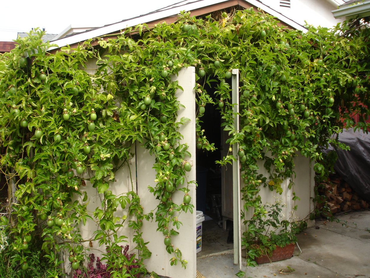 Кампсис укореняющийся фламенко