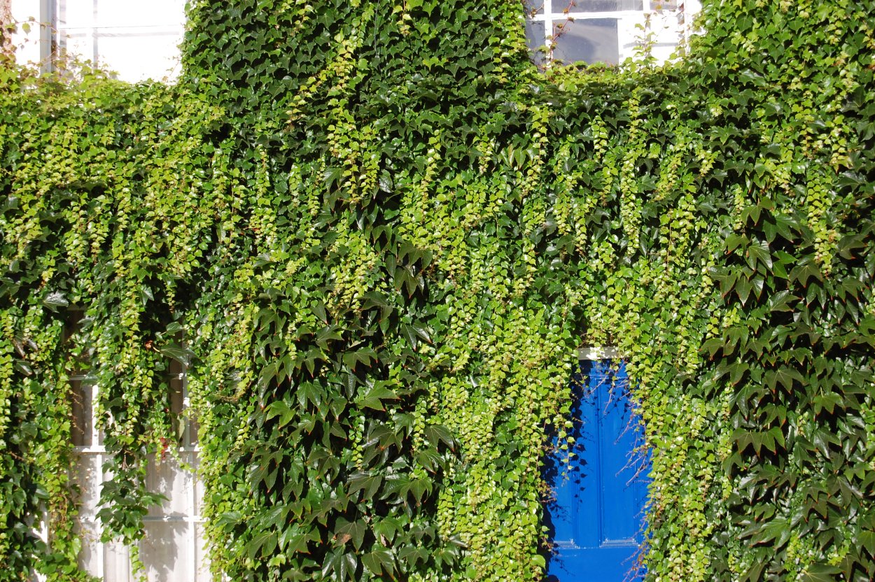 Квамоклит лопастный Лиана