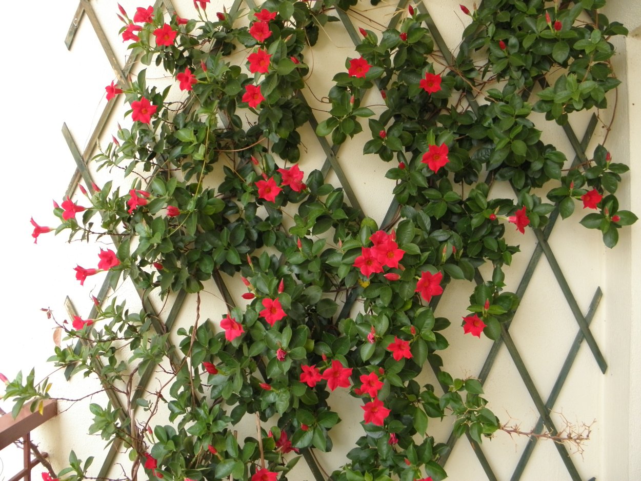 Джангл оранжерея