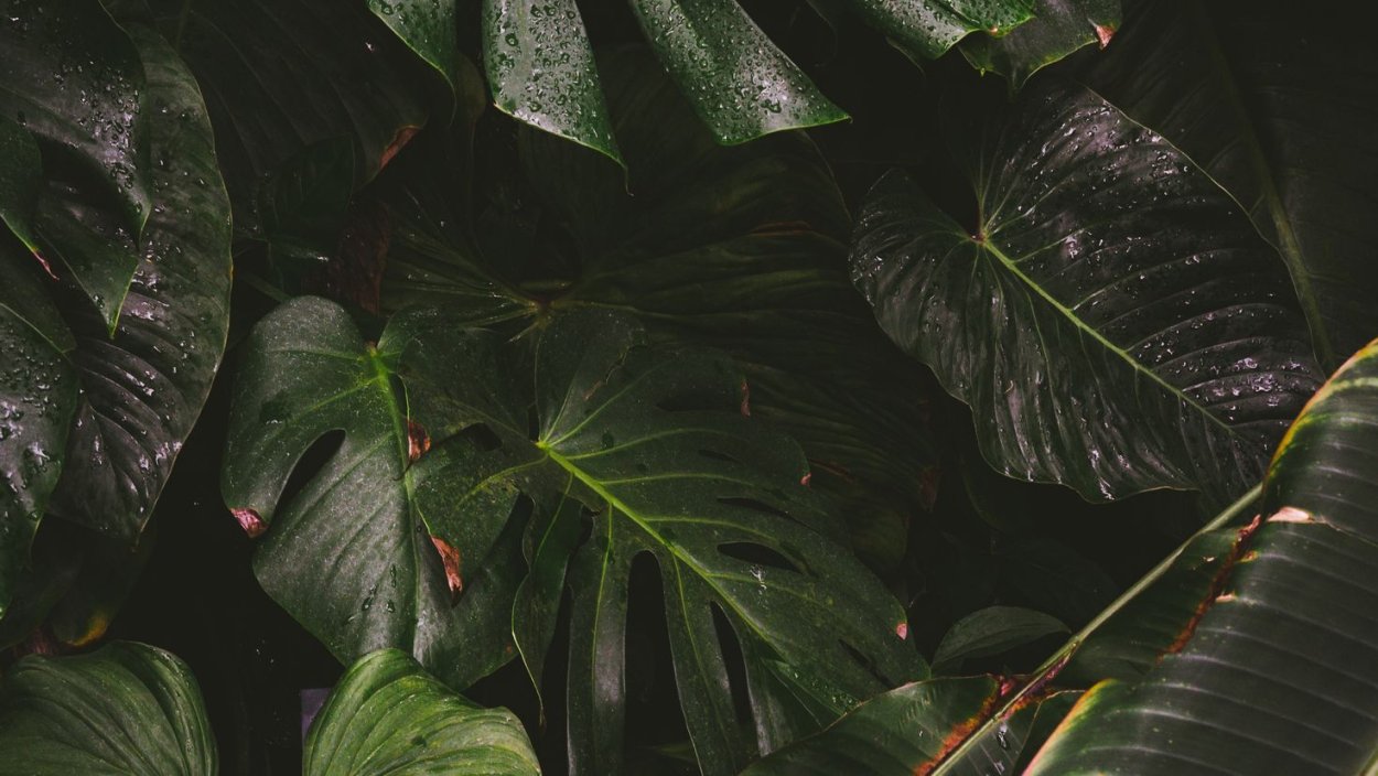 Плющ обыкновенный фитостена