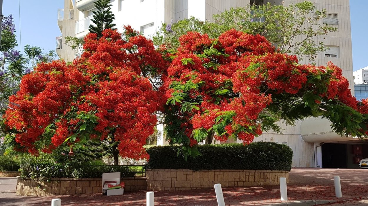Малага Ботанический сад la Concepcion