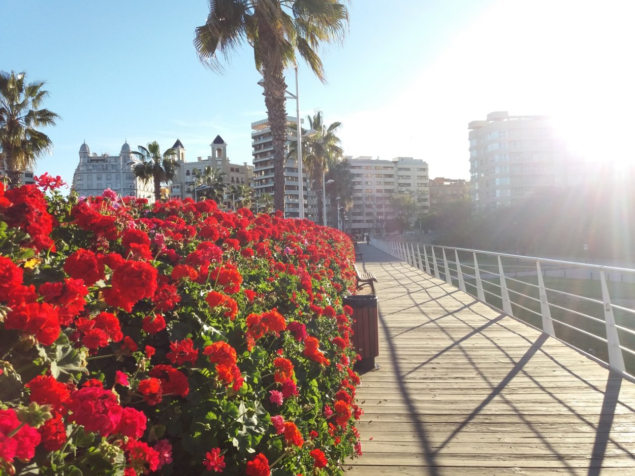 Мост цветов в Валенсии