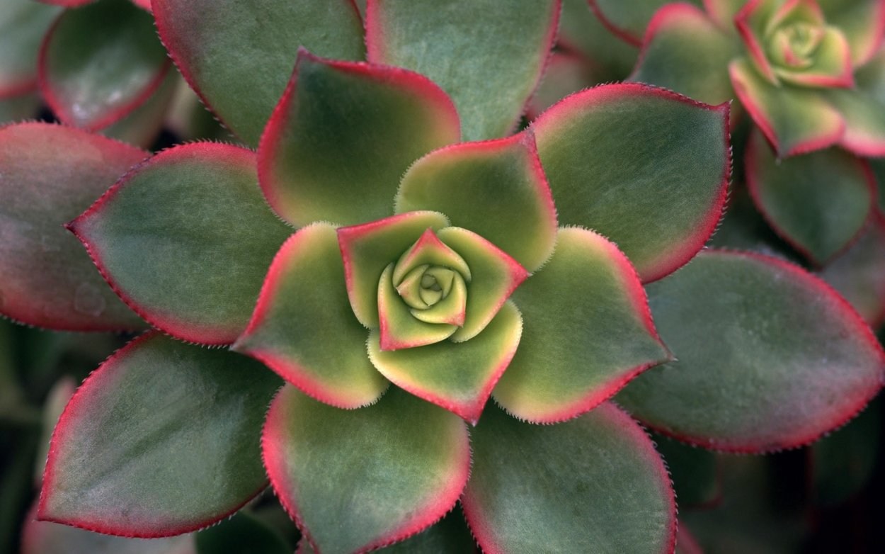 Колеус гинура