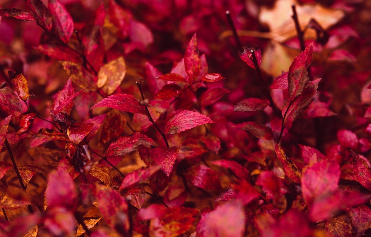 Красивые зеленые листья