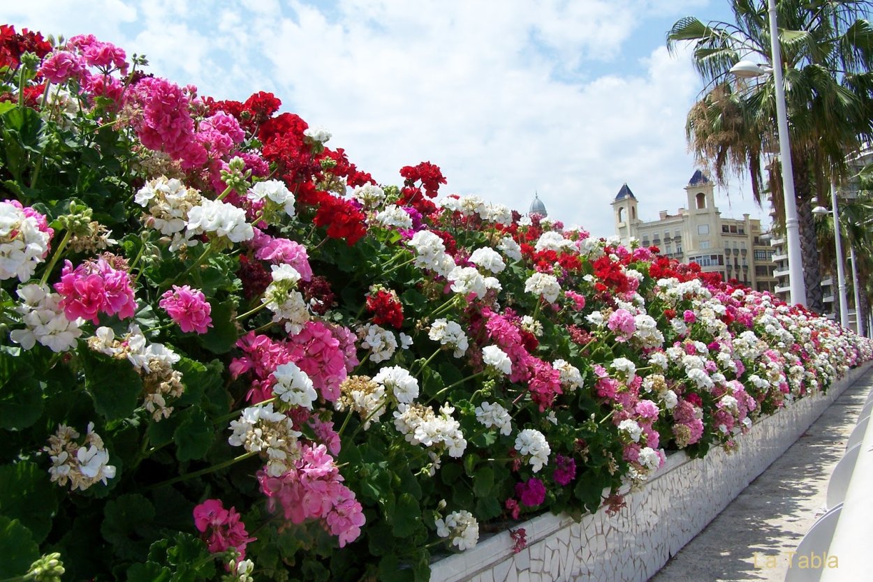 Валенсия цветы