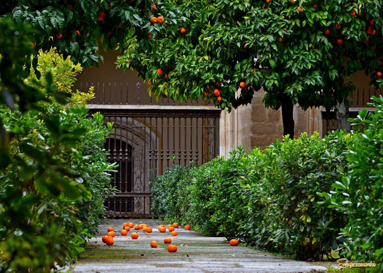 Сады Монфорте Валенсия