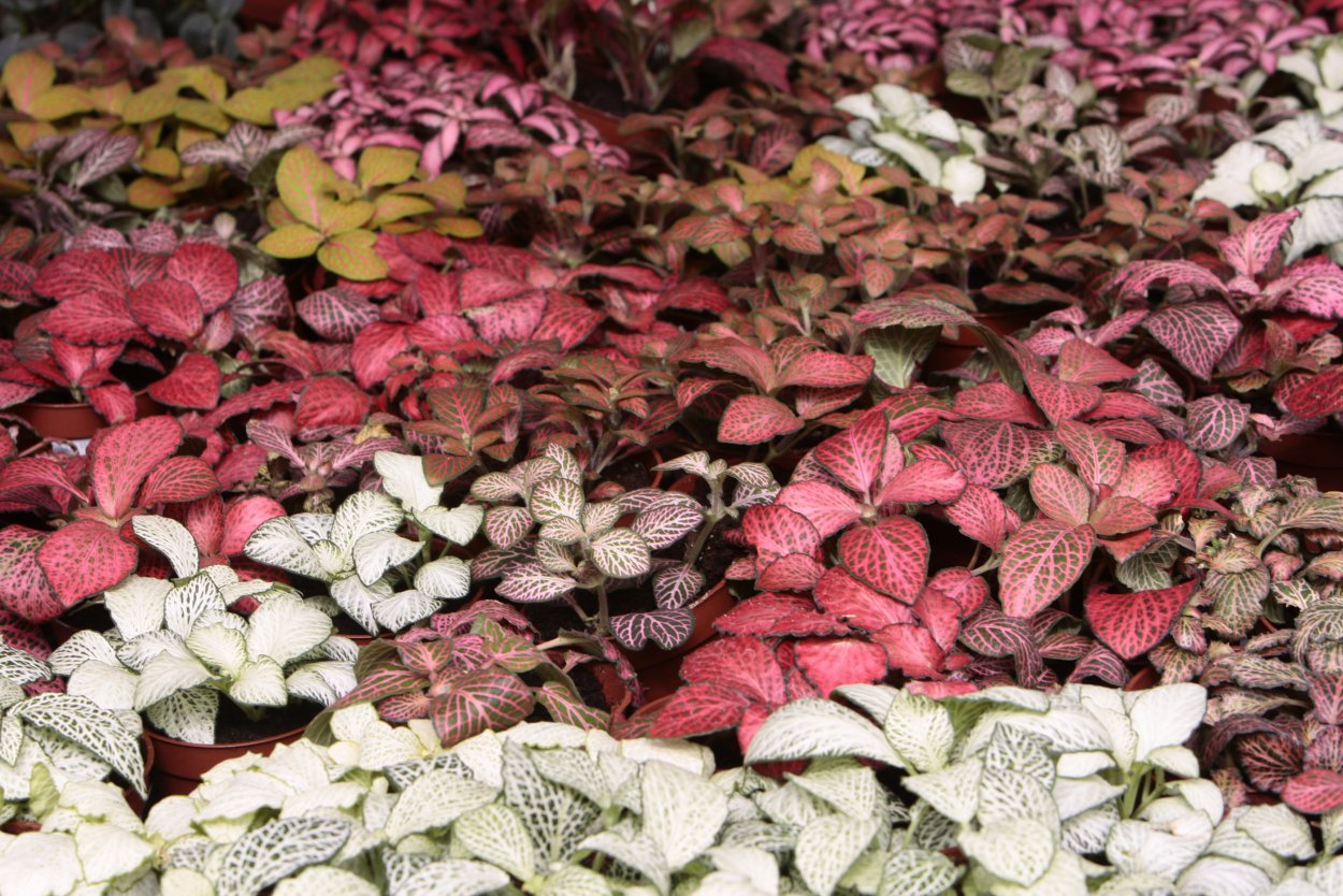 Аглаонема с красными прожилками