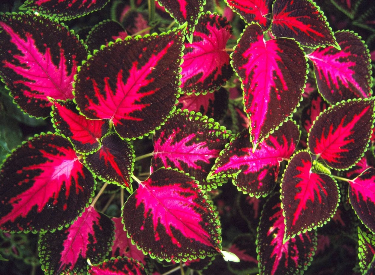Fittonia argyroneura