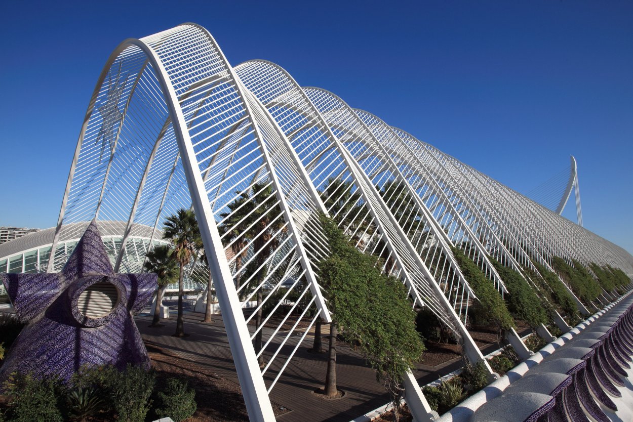 Делоникс Королевский