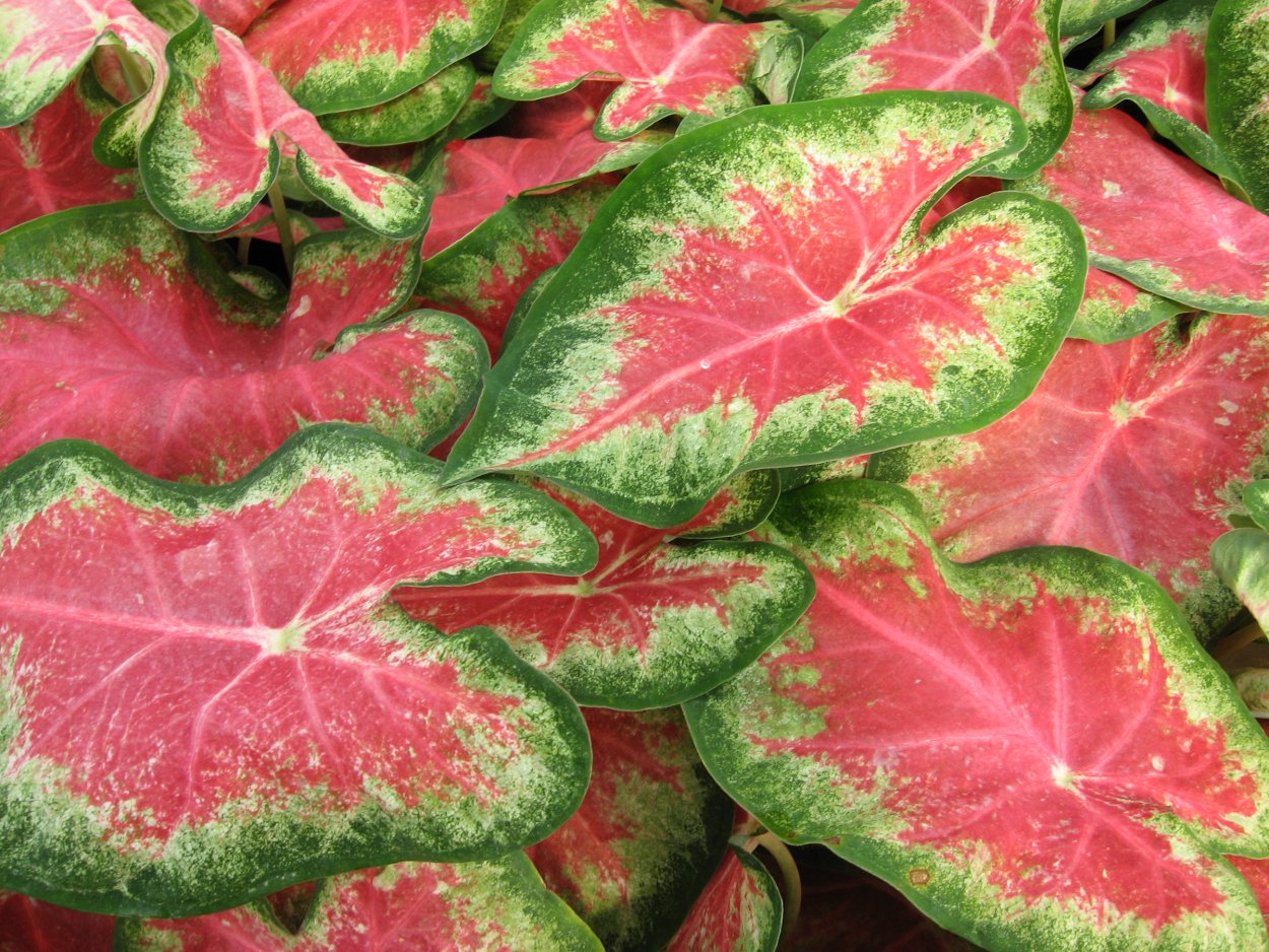 Растение с розовыми листьями