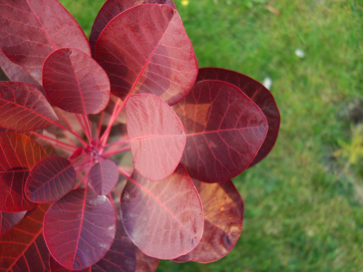 Каладиум Cherry Tart