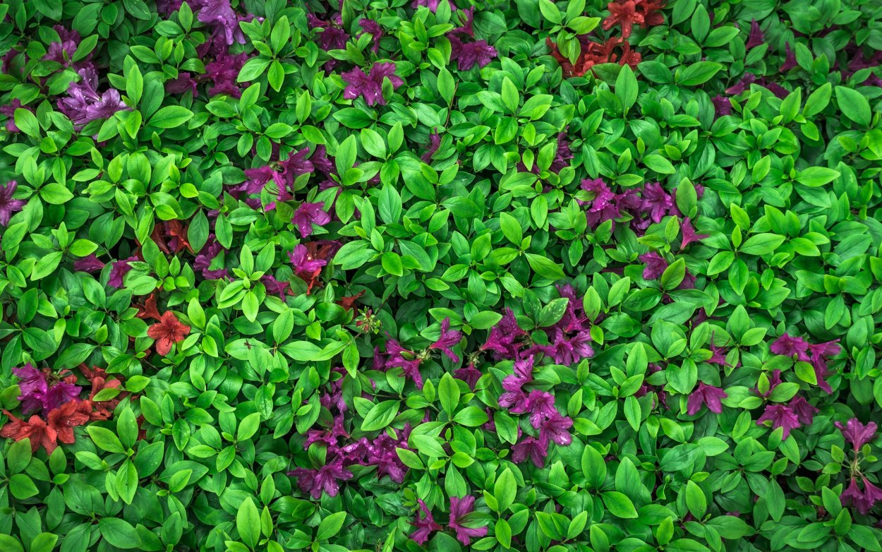 Колеус Блюме Бент