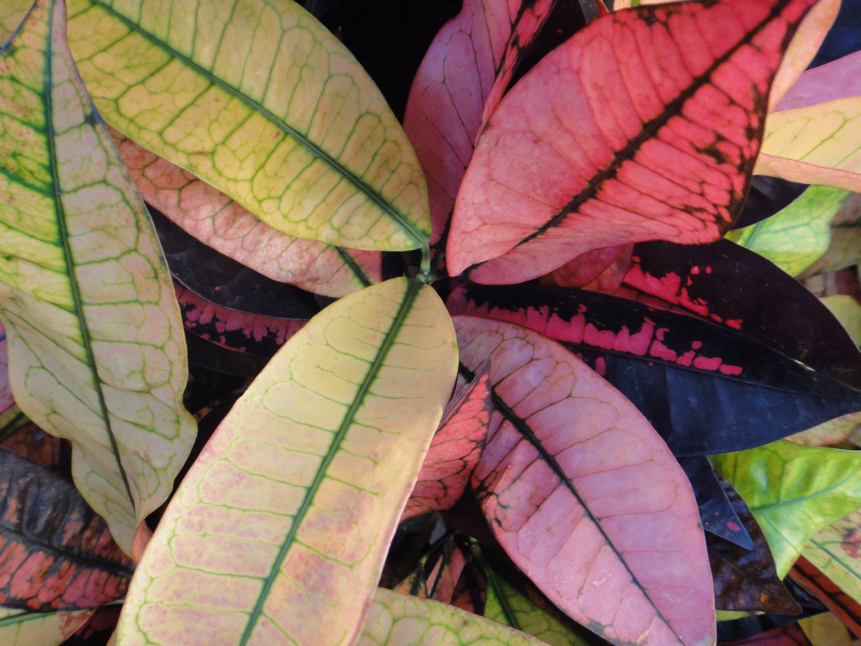 Фиолетовые листья
