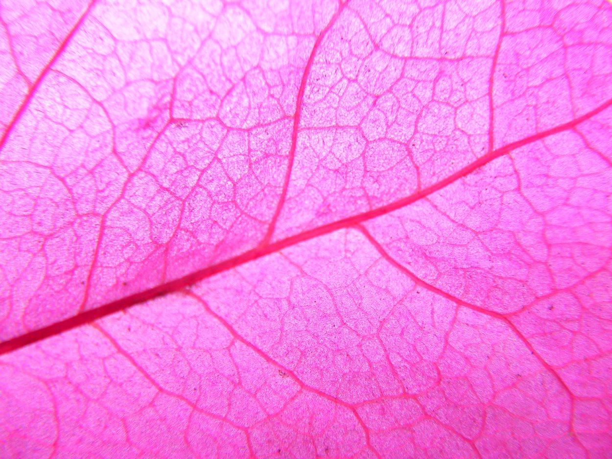 Суккуленты Изумрудные