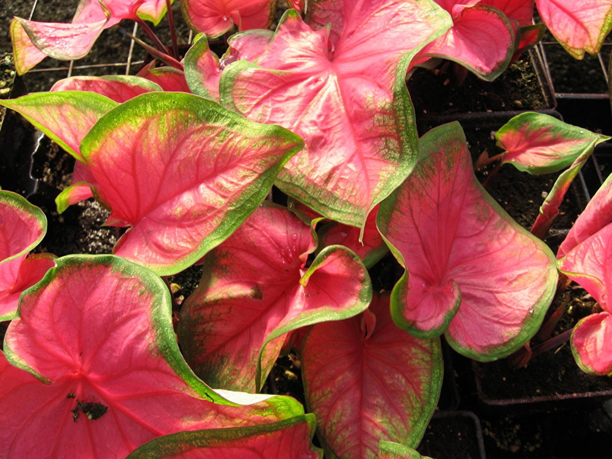 Гипоэстес листоколосниковый