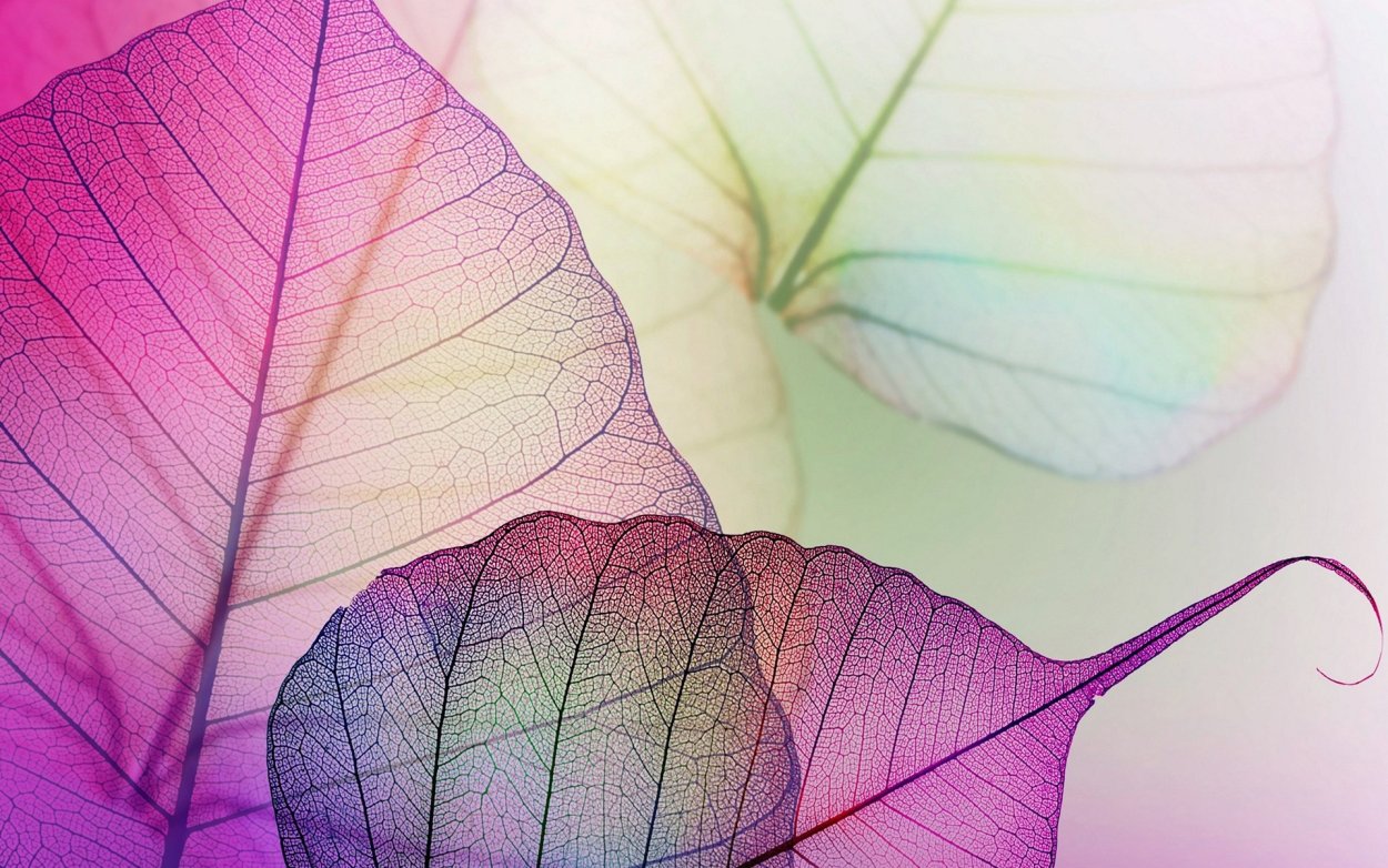 Кристатные Суккуленты