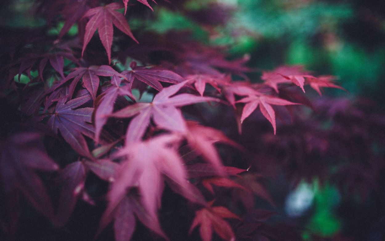 Эстетика листьев зеленых