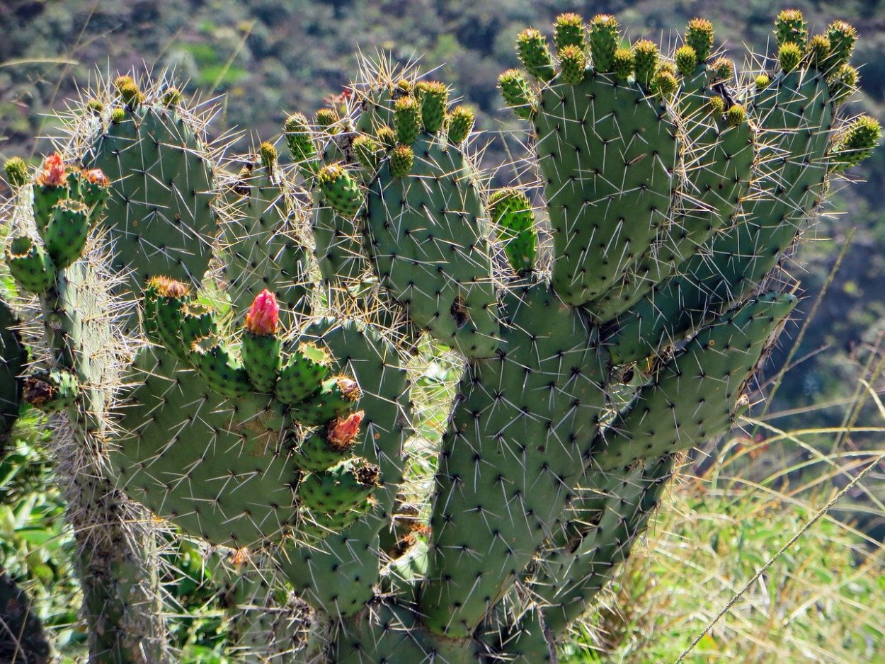 Растения Кактусовые опунция (Opuntia)