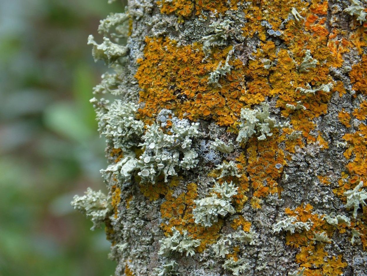 Кладонии ягель лишайник