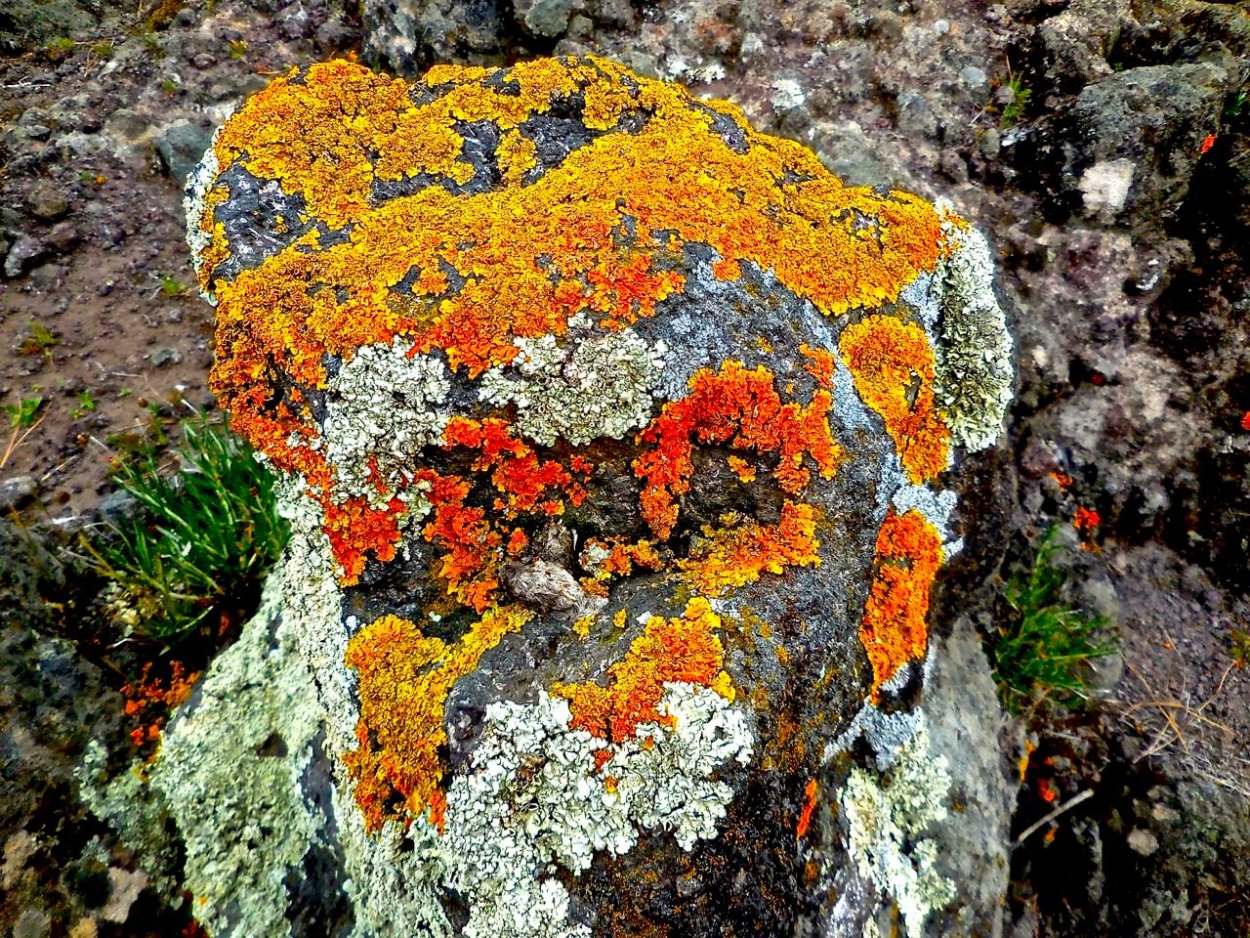 Лишайники на острове Врангеля