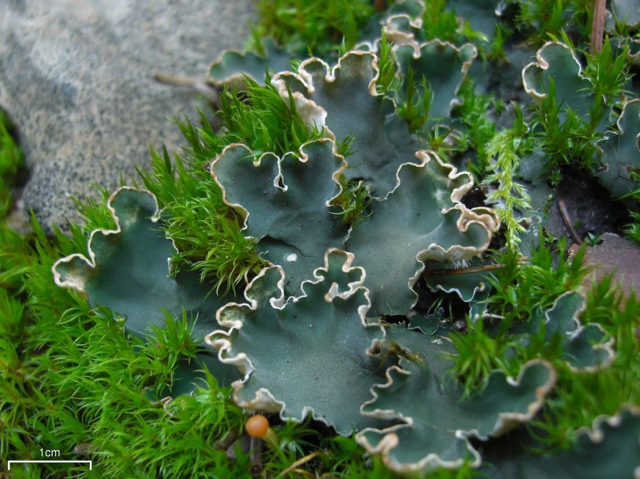 Peltigera malacea