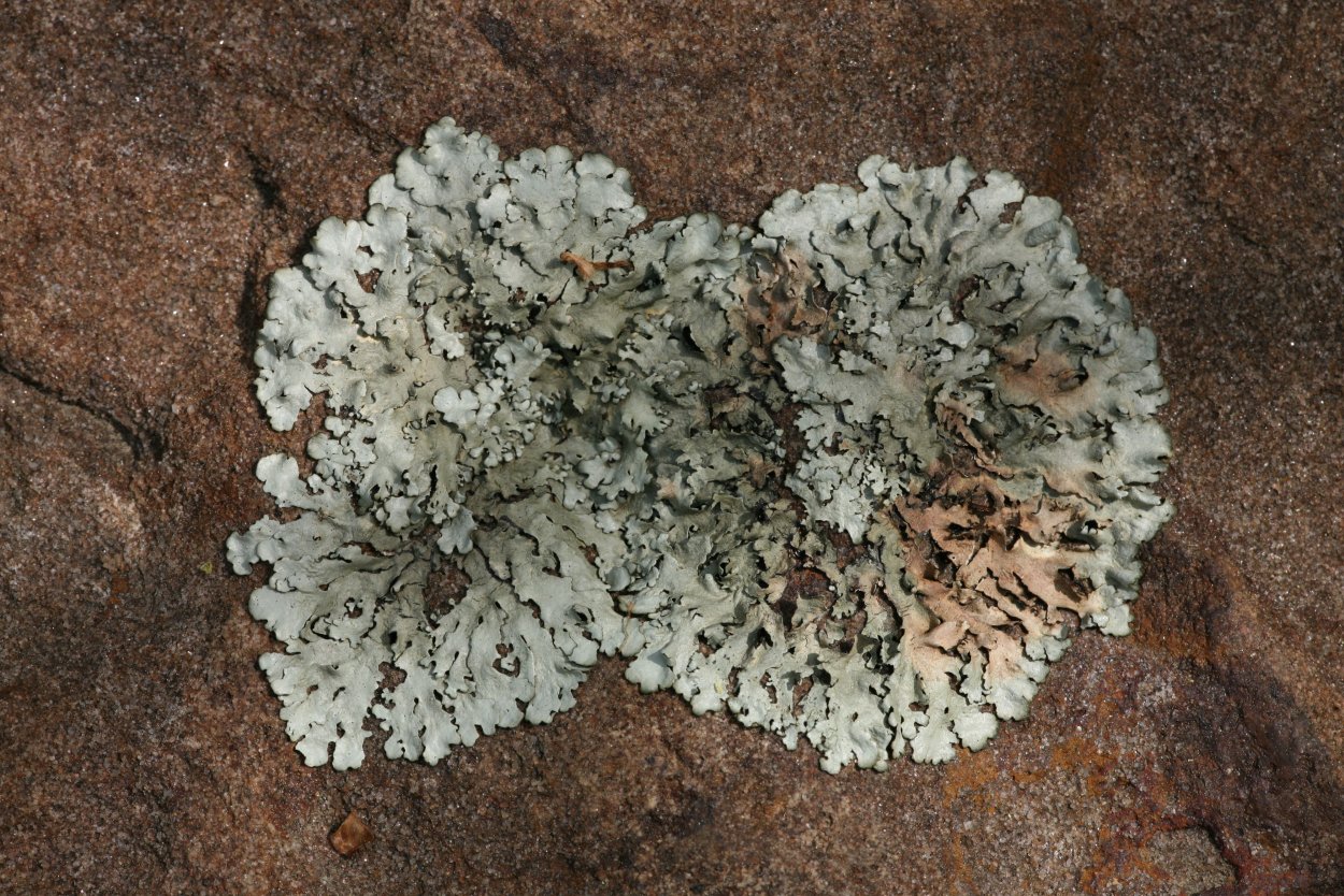 Накипные лишайники