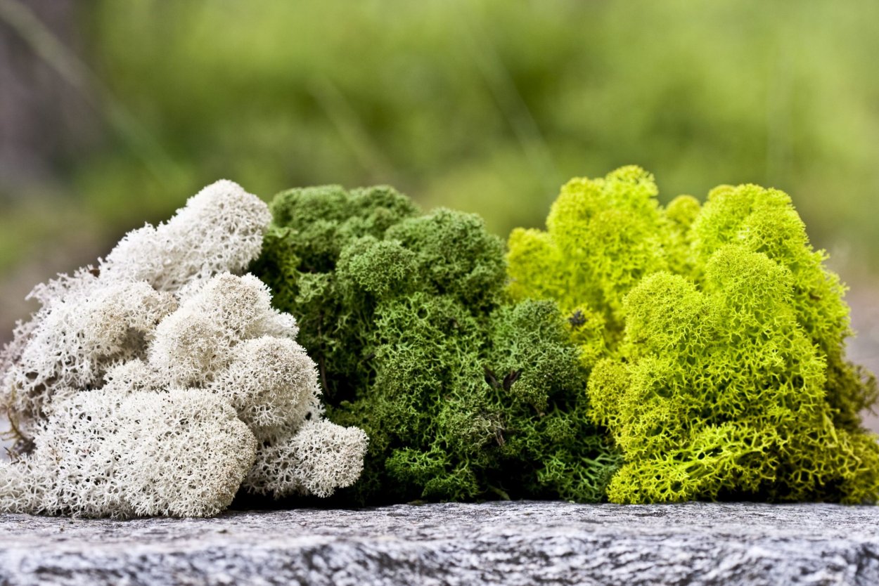 Скандинавский мох ягель