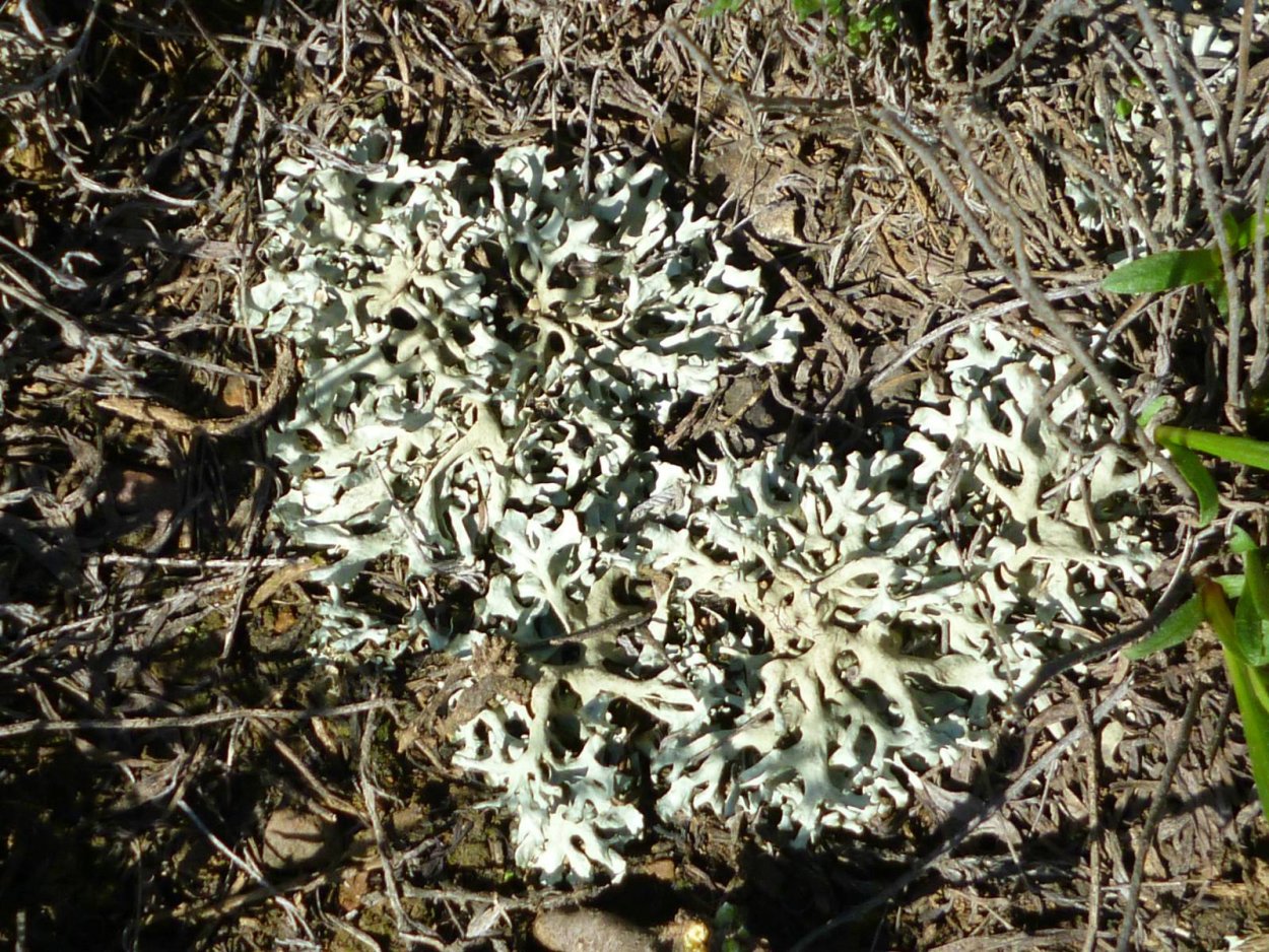 Листоватый пармелия