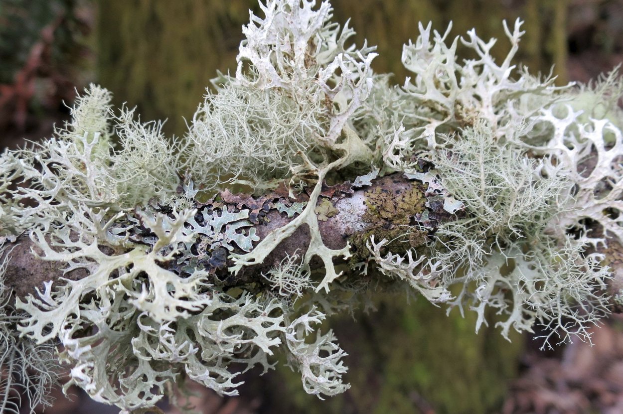 Уснея Сливовая дубовый мох