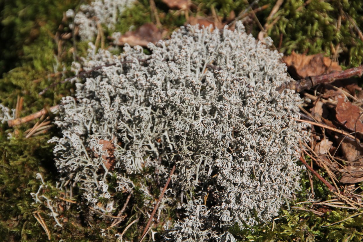 Кладония шиловидная