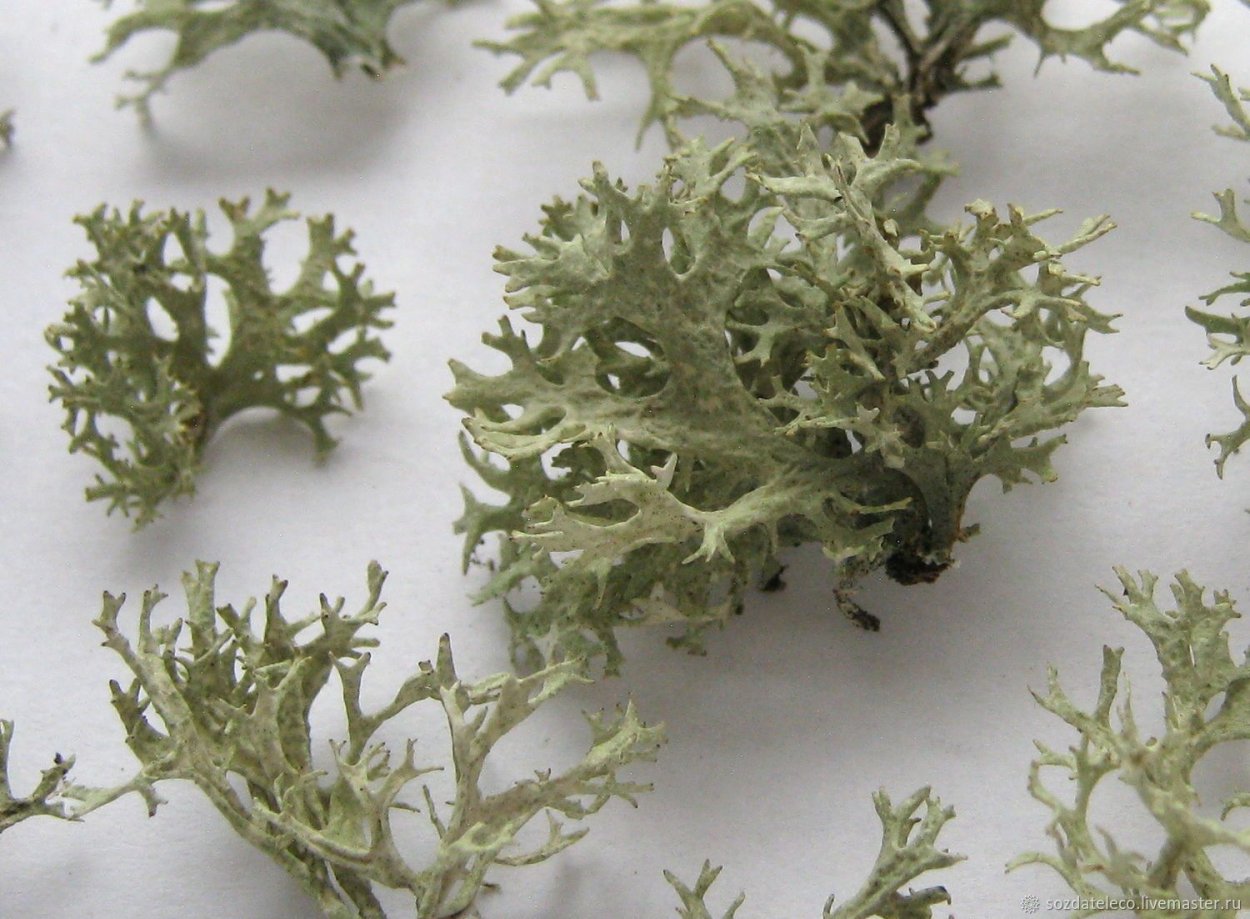 Пармелия мох лишайник