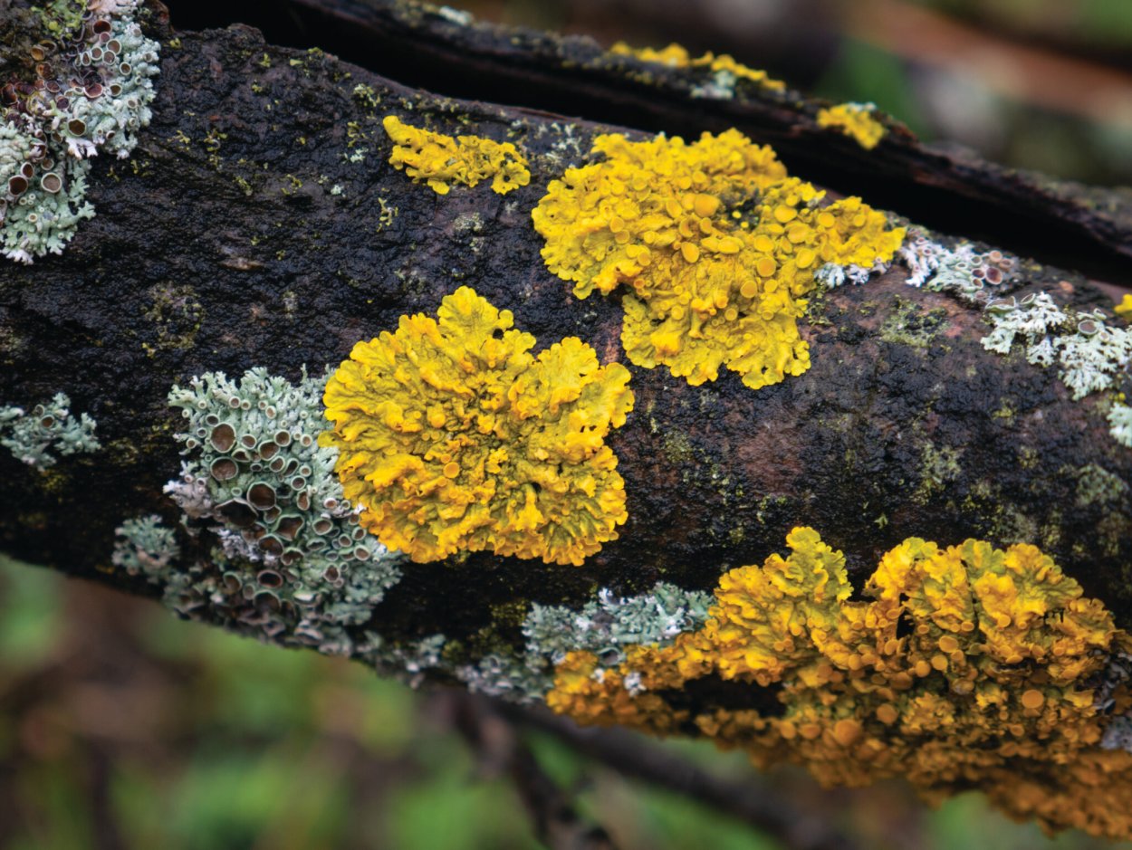 Гипогимния и ксантория