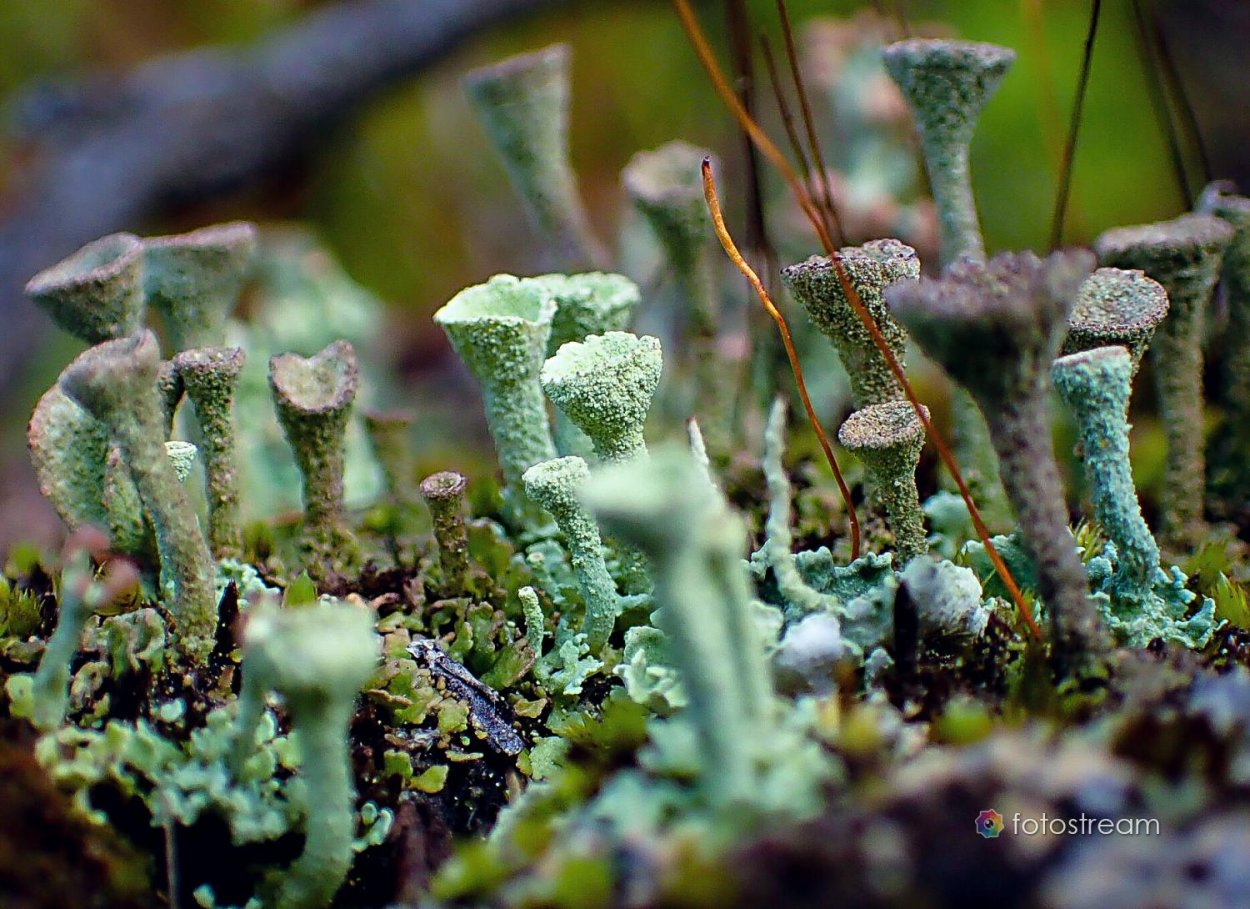 Печоро-Илычский заповедник грибы