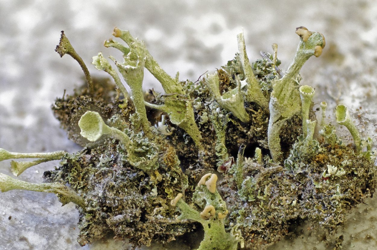 Цетрария Лаурера