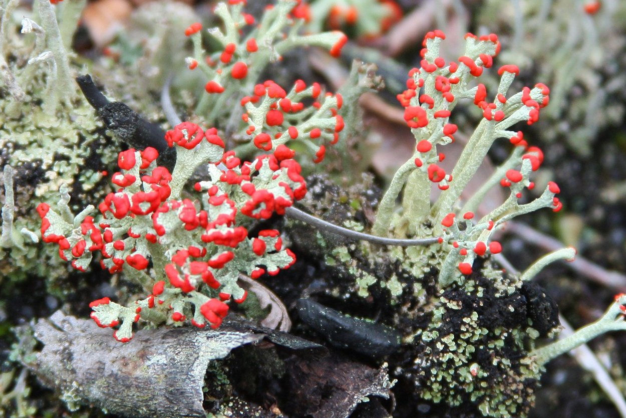 Lepraliella contigua Мшанка