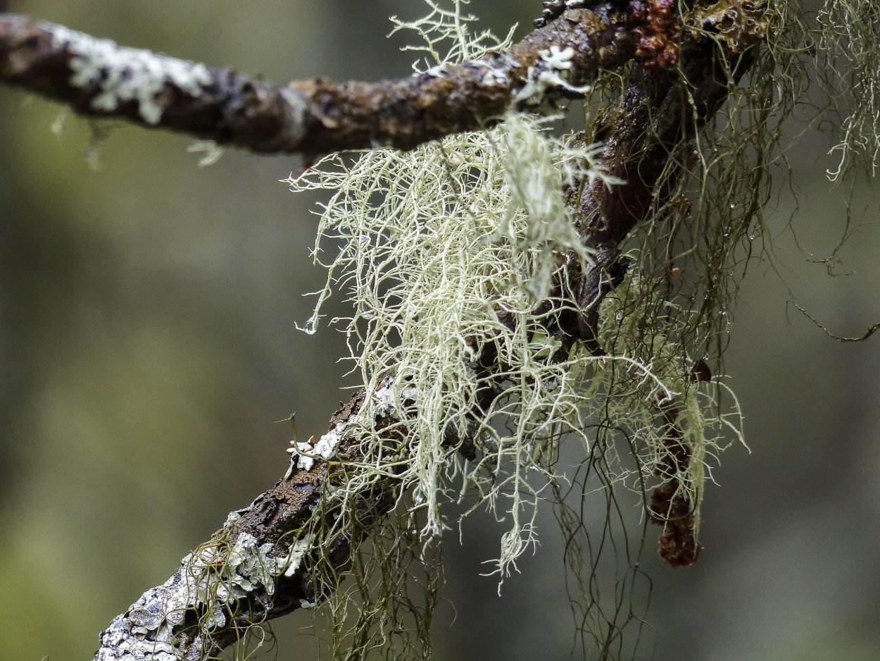 Мхи Эпифиты