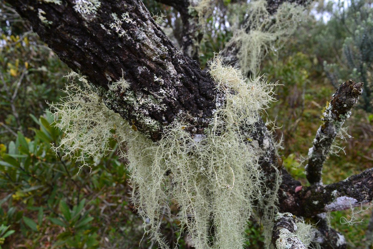 Уснея бородатая лишайник