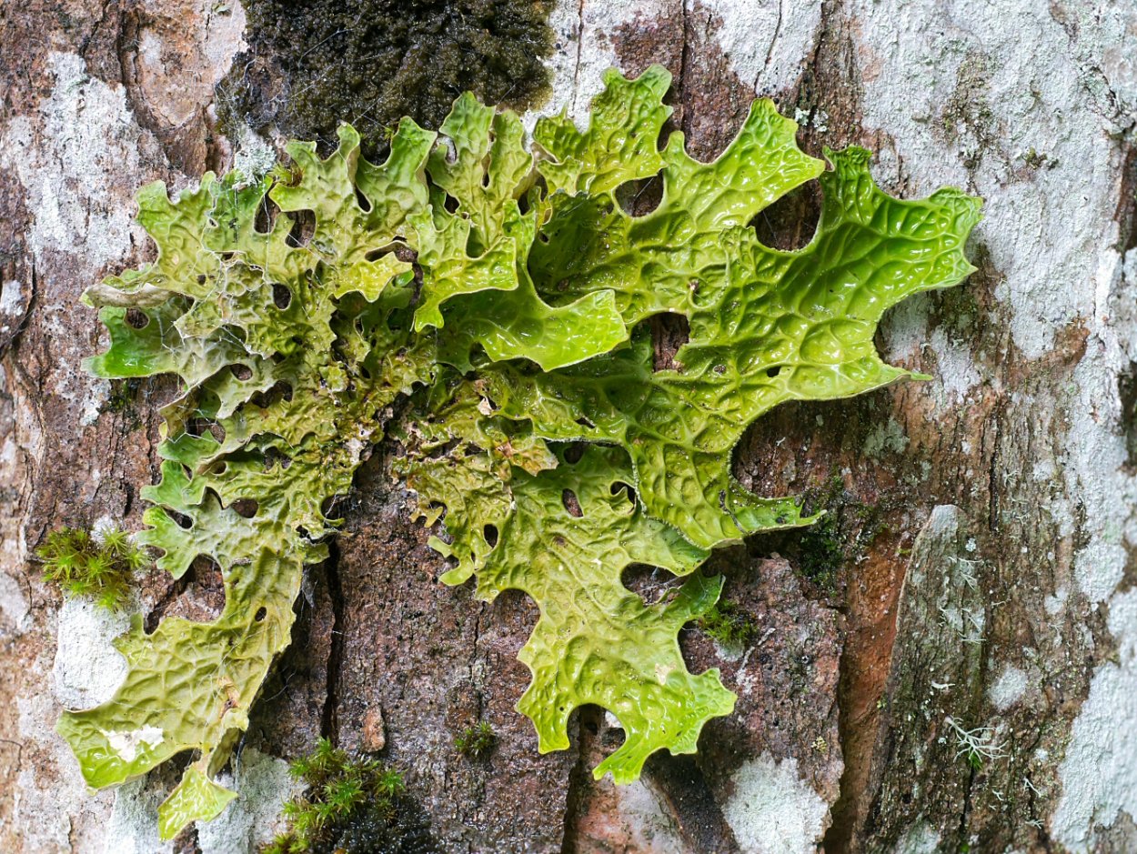 Лобария легочная Lobaria Pulmonaria