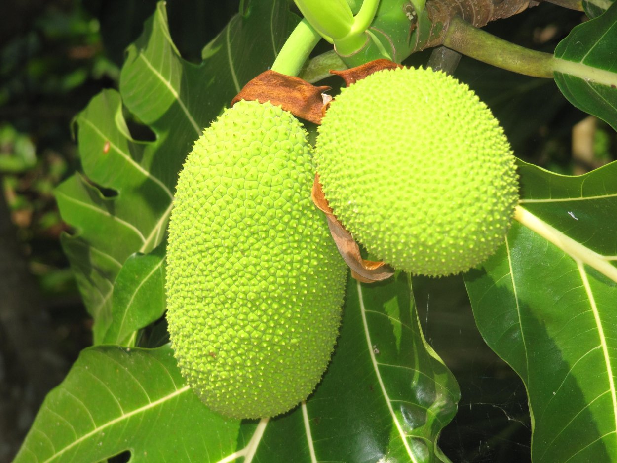 Artocarpus altilis