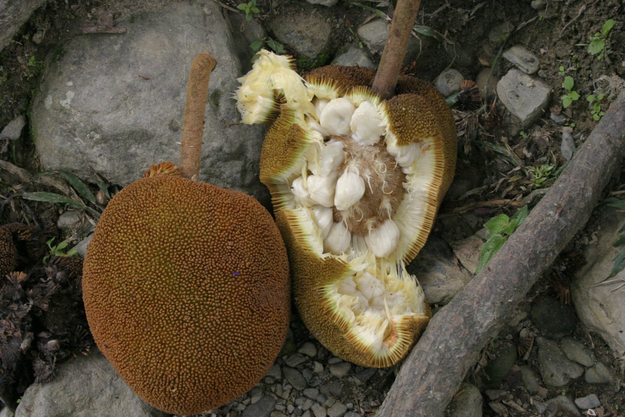 Кетемф растение