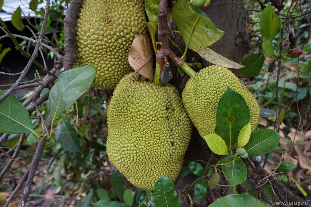 Джекфрут растение