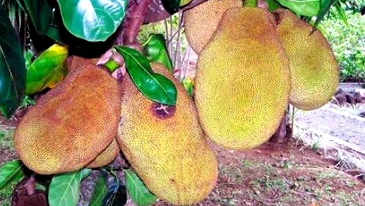 Кустарник Кетемф