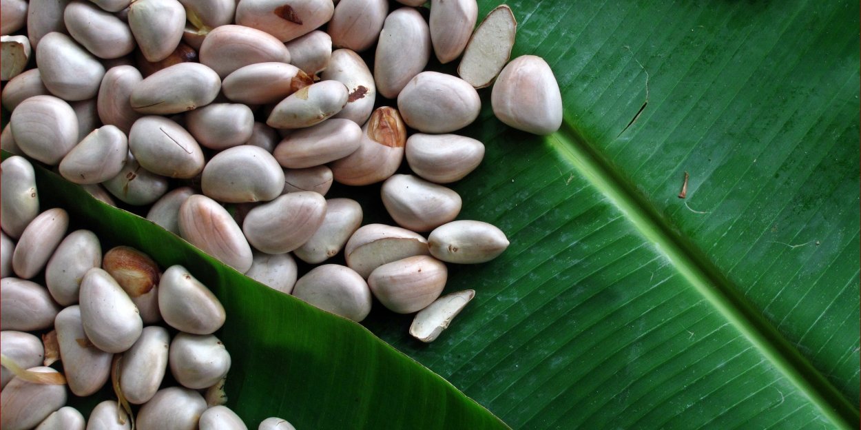 Курупита гвианская пушечное дерево