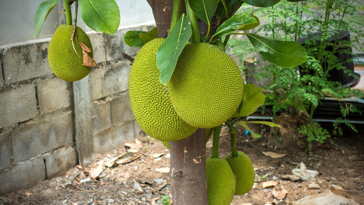 Джекфрут перезрелый