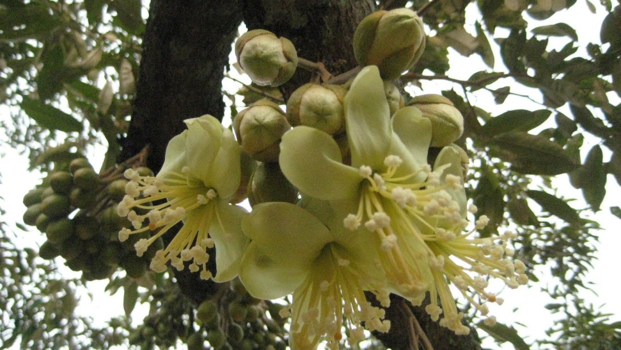 Королевский финик Пальма