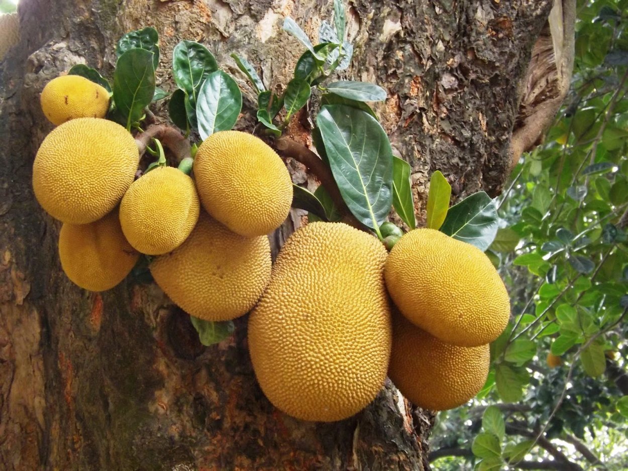 Кустарник Кетемф