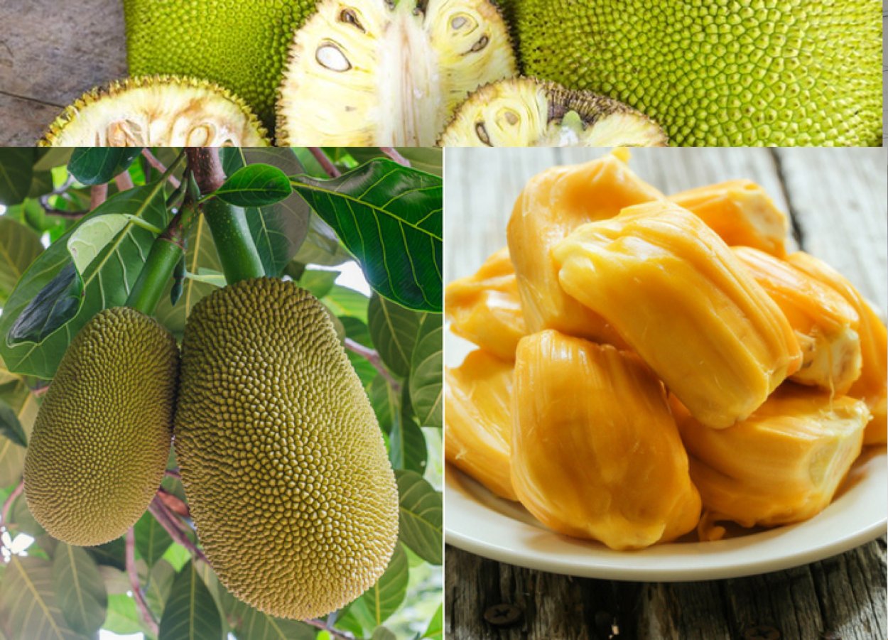 Хлебное дерево тропического леса Индии